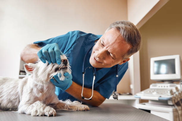 Best Emergency Dentist for Special Needs Patients in Roosevelt, NY